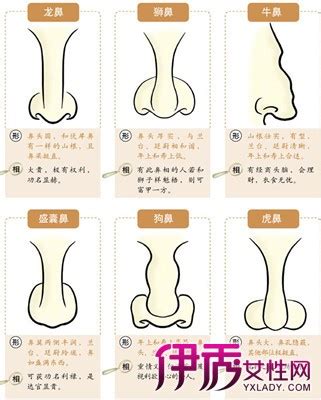 白色鼻毛面相|十六种鼻子面相图文分析三六风水网